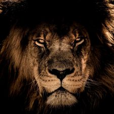 Аватарка Африканский лев
