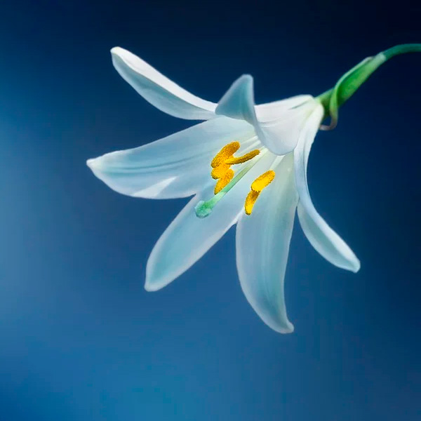 Аватарка Цветок Лилии