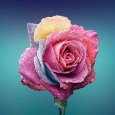 Аватарка Цветок розы