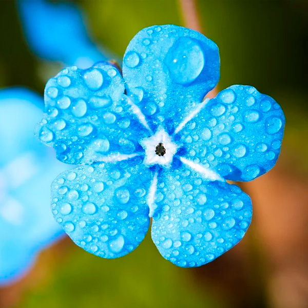 Аватарка Голубой цветок