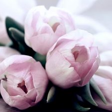 Аватарка Нежные тюльпаны