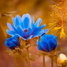 Аватарка Синий цветок