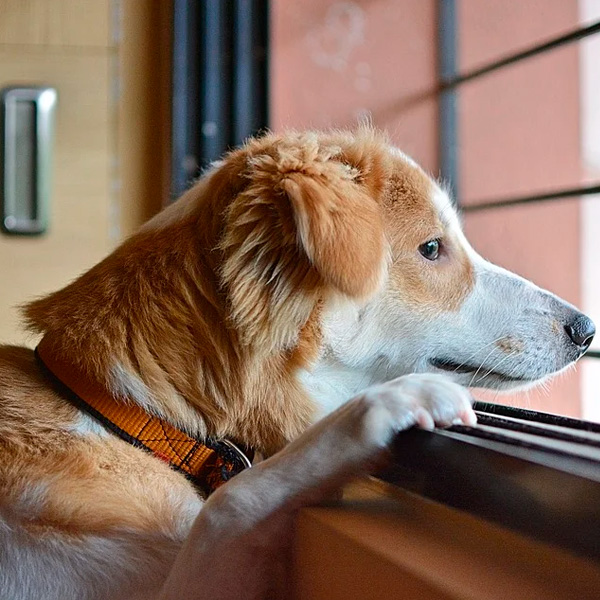 Аватарка Собака у окна
