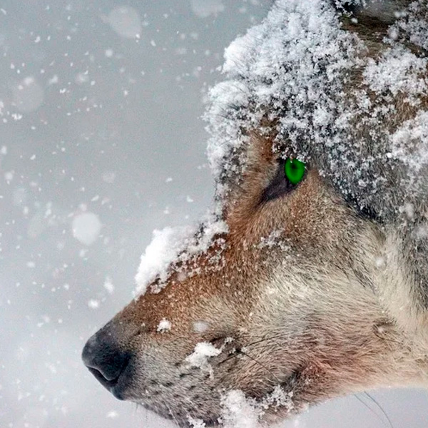 Аватарка Волк в снегу