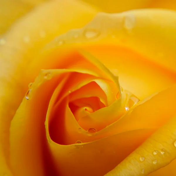 Аватарка Желтая роза