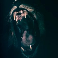Аватарка Зубы льва